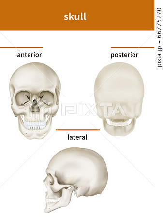 解剖学 医学 頭蓋骨のイラスト素材