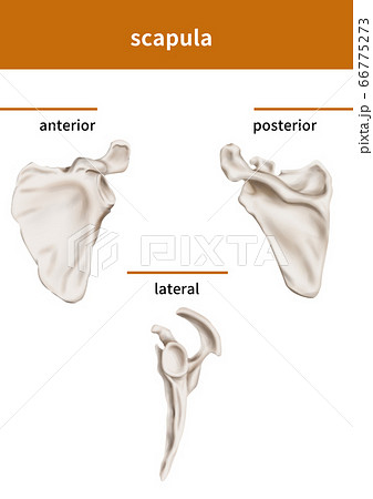 解剖学 図 肩甲骨のイラスト素材