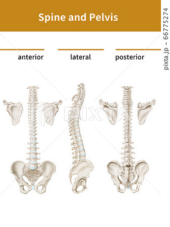 脊椎 骨盤 解剖学のイラスト素材