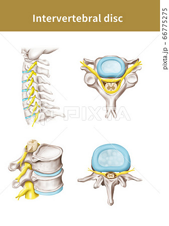 解剖学 図 腰椎のイラスト素材