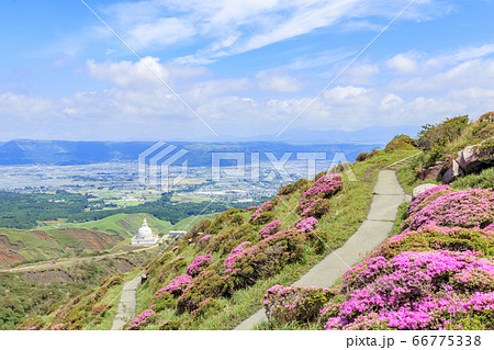ミヤマキリシマ 仙酔峡 熊本県阿蘇市 ミヤマキリシマ 仙酔峡 熊本県阿蘇市 66775338