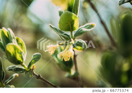 Young Spring Green Leaf Leaves And Unblown Buds Of Honeysuckles, Lonicera Growing In Vegetable Garden 66775374