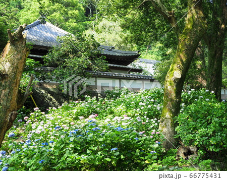 静岡県 6月 あじさい寺の風景 静岡県 6月 あじさい寺の風景 66775431