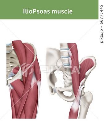 解剖学 医学 股関節 66775445