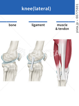 医学 膝関節 イラストのイラスト素材