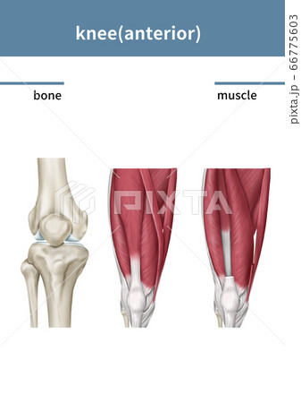 医学 膝蓋骨 イラスト 66775603
