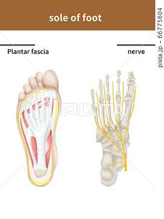 医学 足の裏 腱 66775604