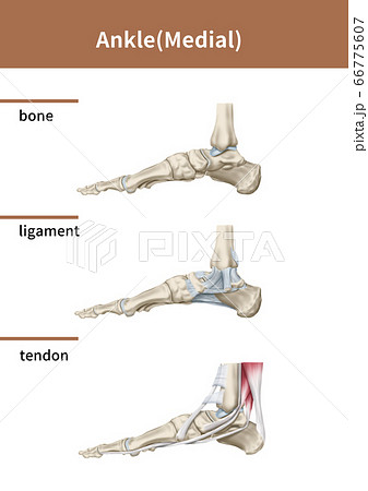 医学 腱 靭帯のイラスト素材