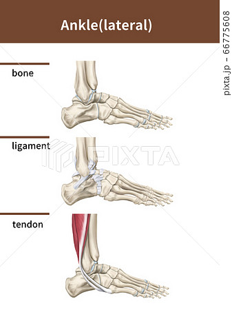 医学 腱 靭帯のイラスト素材