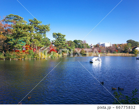 洗足池 スワンボート 洗足池 スワンボート 66775832