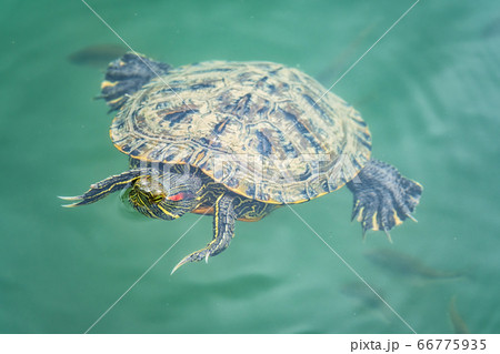 Red-eared turtle swim in the pond with turquoise water Red-eared turtle swim in the pond with turquoise water 66775935