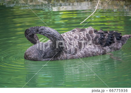 A graceful black swan with a red beak is swimming on a lake 66775936
