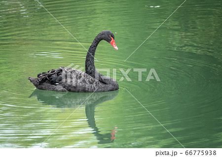 A graceful black swan with a red beak is swimming on a lake 66775938