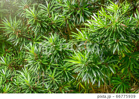 Yew branches with fresh green leaves. Yew branches with fresh green leaves. 66775939
