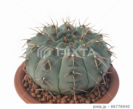 Gymnocalycium vatteri cactus plants in small pot. Gymnocalycium vatteri cactus plants in small pot. 66776040
