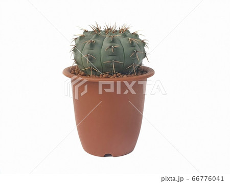 Gymnocalycium vatteri cactus plants in small pot. Gymnocalycium vatteri cactus plants in small pot. 66776041