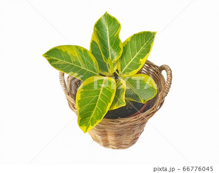 Ficus Altissima Blume 'Golden Edge' in wicker basket Ficus Altissima Blume 'Golden Edge' in wicker basket 66776045