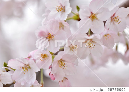 日高市巾着田で満開となった桜のアップ 日高市巾着田で満開となった桜のアップ 66776092