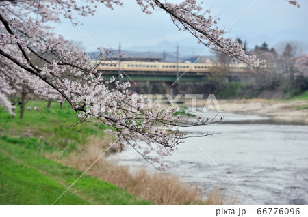 入間川リバーサイド桜並木の桜に、特急レッドアロークラッシックが入間川鉄橋を渡る 入間川リバーサイド桜並木の桜に、特急レッドアロークラッシックが入間川鉄橋を渡る 66776096