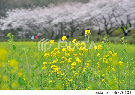 桜咲く、巾着田の菜の花畑に訪れる 66776101