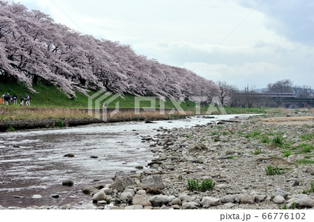 入間川リバーサイド桜並木の桜が満開となり、入間川鉄橋に特急レッドアローが渡る 入間川リバーサイド桜並木の桜が満開となり、入間川鉄橋に特急レッドアローが渡る 66776102