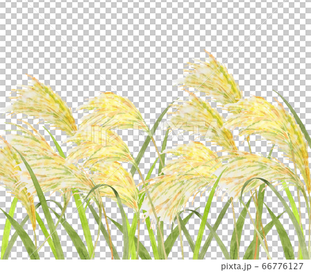 Landscape painting of Japanese pampas grass 66776127