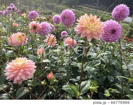 埼玉県　秩父　ダリア園　淡い色のダリア 66776966