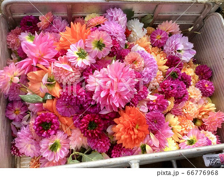 埼玉県 秩父 ダリア園 摘み取られたダリアの花の写真素材