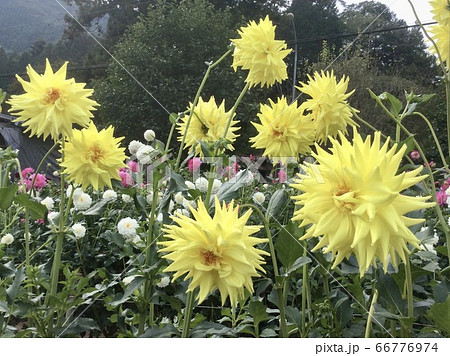 埼玉県 秩父 ダリア園 黄色のダリアの写真素材