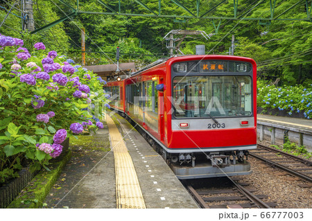 アジサイ咲く　箱根登山鉄道 66777003