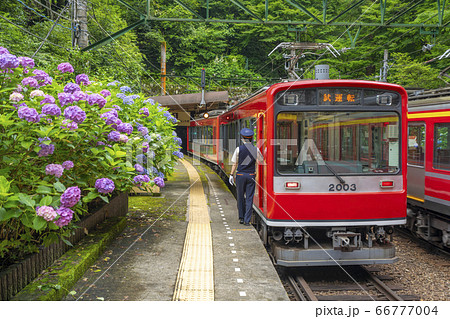 アジサイ咲く　箱根登山鉄道 66777004