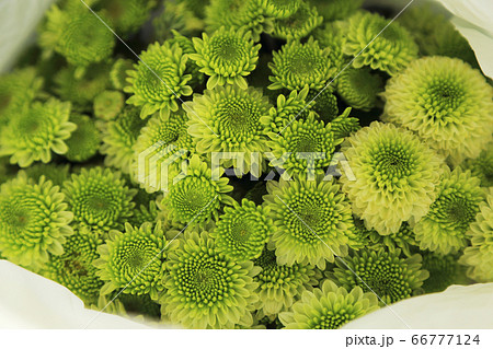 Green chrysanthemum flowers bouquet in white paper Green chrysanthemum flowers bouquet in white paper 66777124