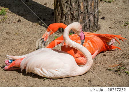 Two flamingo heads pink and red color outside Two flamingo heads pink and red color outside 66777276