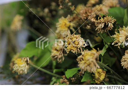 Close up of dried withered flower bouquet with 66777812