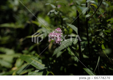 シモツケの花と葉 66778270
