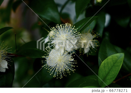 ギンバイカ ギンバイカ 66778271