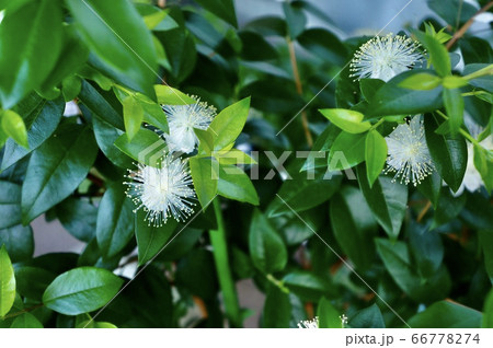 ギンバイカ ギンバイカ 66778274