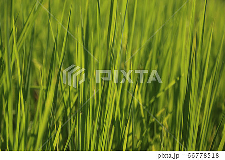 Natural green background of rice leaves. Natural green background of rice leaves. 66778518