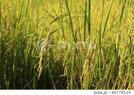 Ear of paddy in green rice field. 66778519
