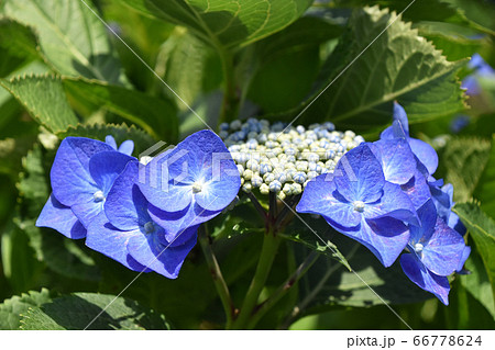 ガクアジサイ 額紫陽花 の写真素材