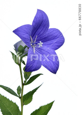 桔梗の花 　秋の七草のひとつ　（fix撮影） 66778830