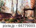 自然 樹木 秋 66779003