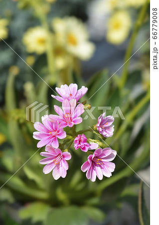 Siskiyou lewisia Mountain Dreams 66779008