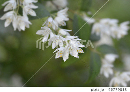 Fuzzy deutzia Plena Fuzzy deutzia Plena 66779018