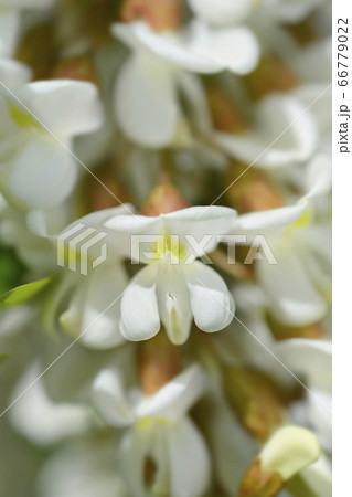 Black locust 66779022