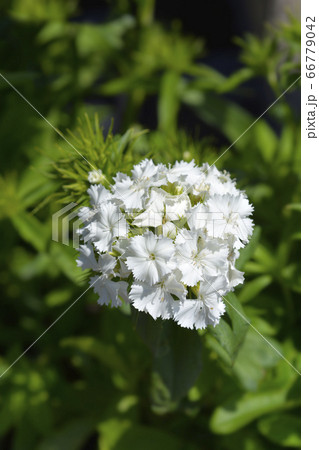 Sweet William Sweet William 66779042