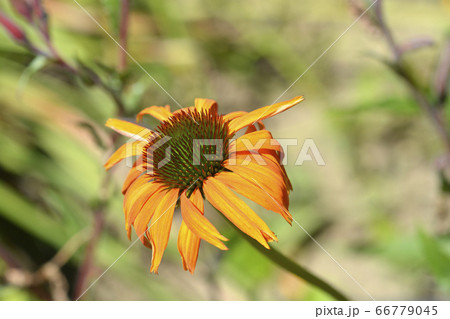 Coneflower Hot Lava 66779045