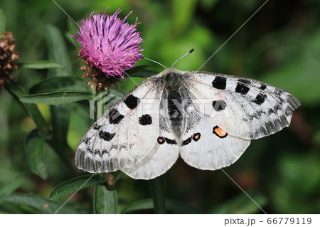Red Apollo (Parnassius apollo) 66779119
