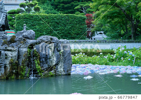 大阪府池田市 久安寺のあじさいうかべ 大阪府池田市 久安寺のあじさいうかべ 66779847