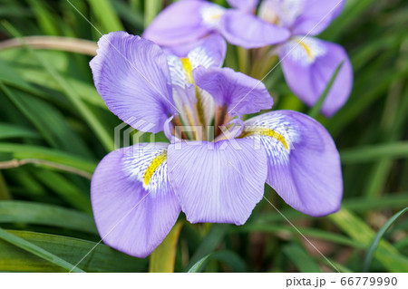 寒咲き菖蒲 寒咲き菖蒲 66779990